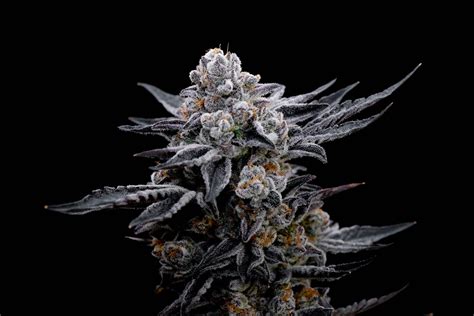 Due to its relaxing, buzzy impact on the body and its stimulating, creative effect on the mind, you can imagine that <b>Alien</b> OG would hold quite a few medical uses. . Faf strain review